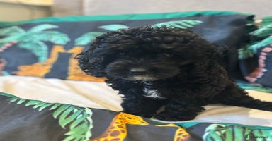 Cockapoo dogs - Advert 9