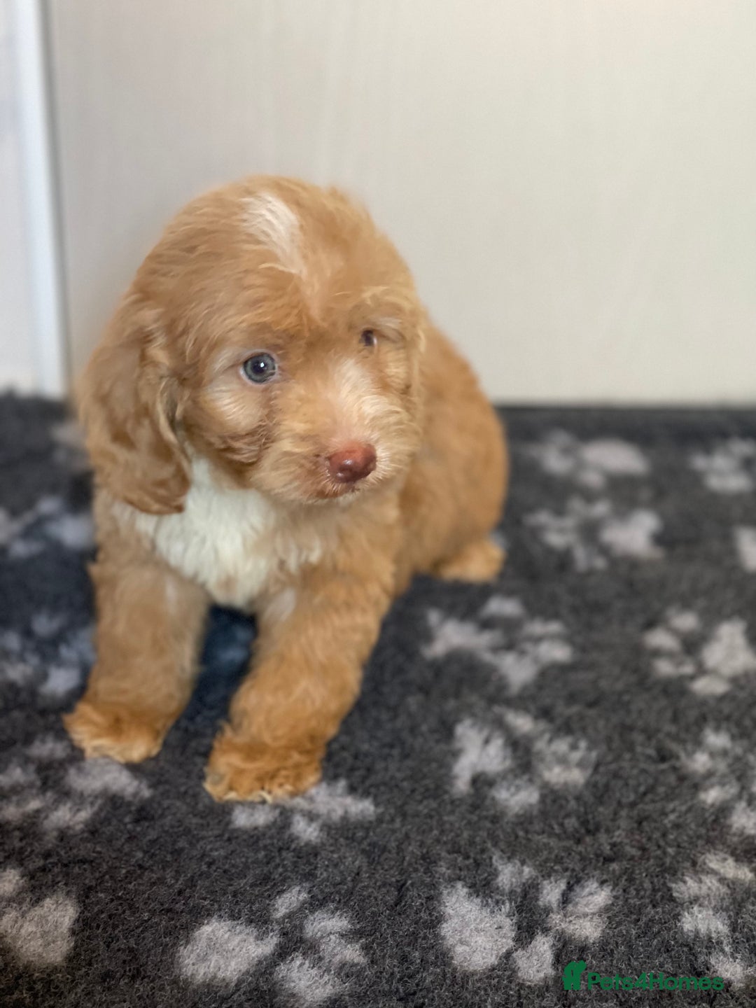 Cockapoo dogs for sale: Adorable cockapoo pups - Advert 15