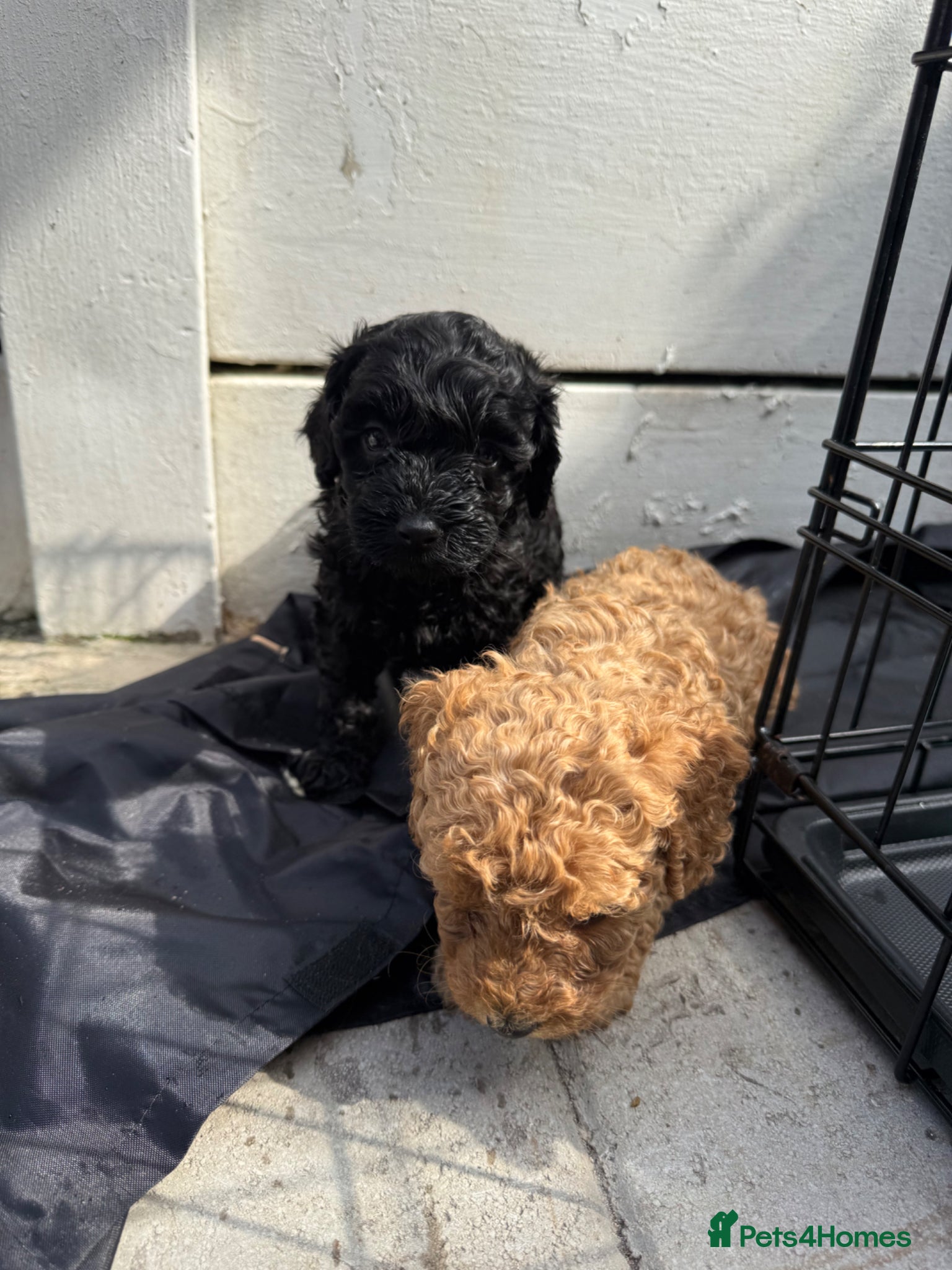 Cockapoo dogs Cockapoo f2 puppies  - Advert 2