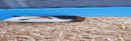 Guinea Pig rodents for sale: Guinea pigs - Advert 2