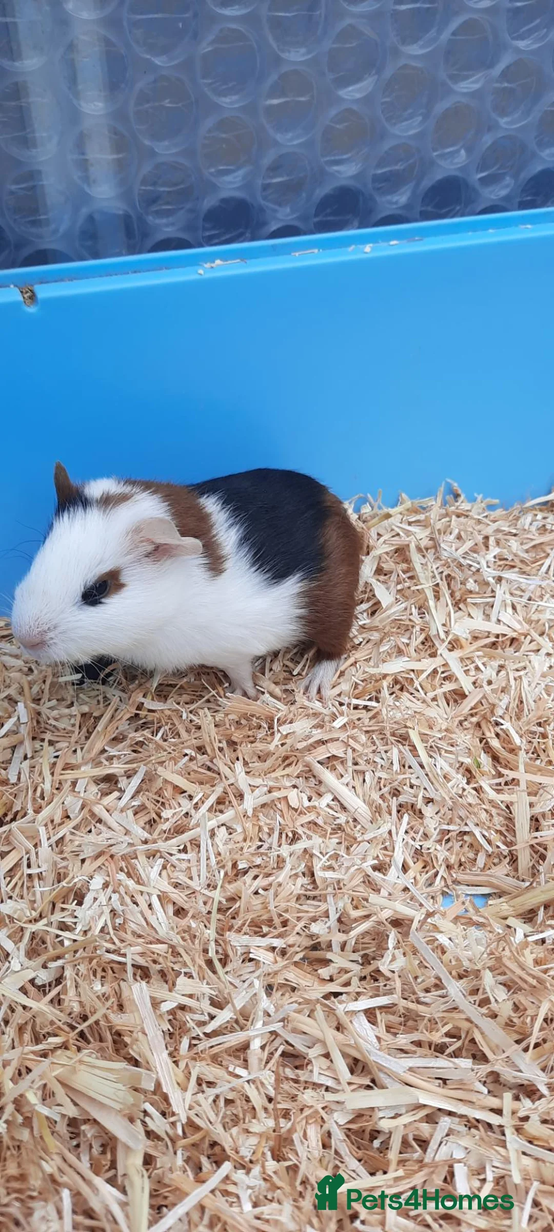Guinea Pig rodents for sale: Guinea pigs - Advert 2