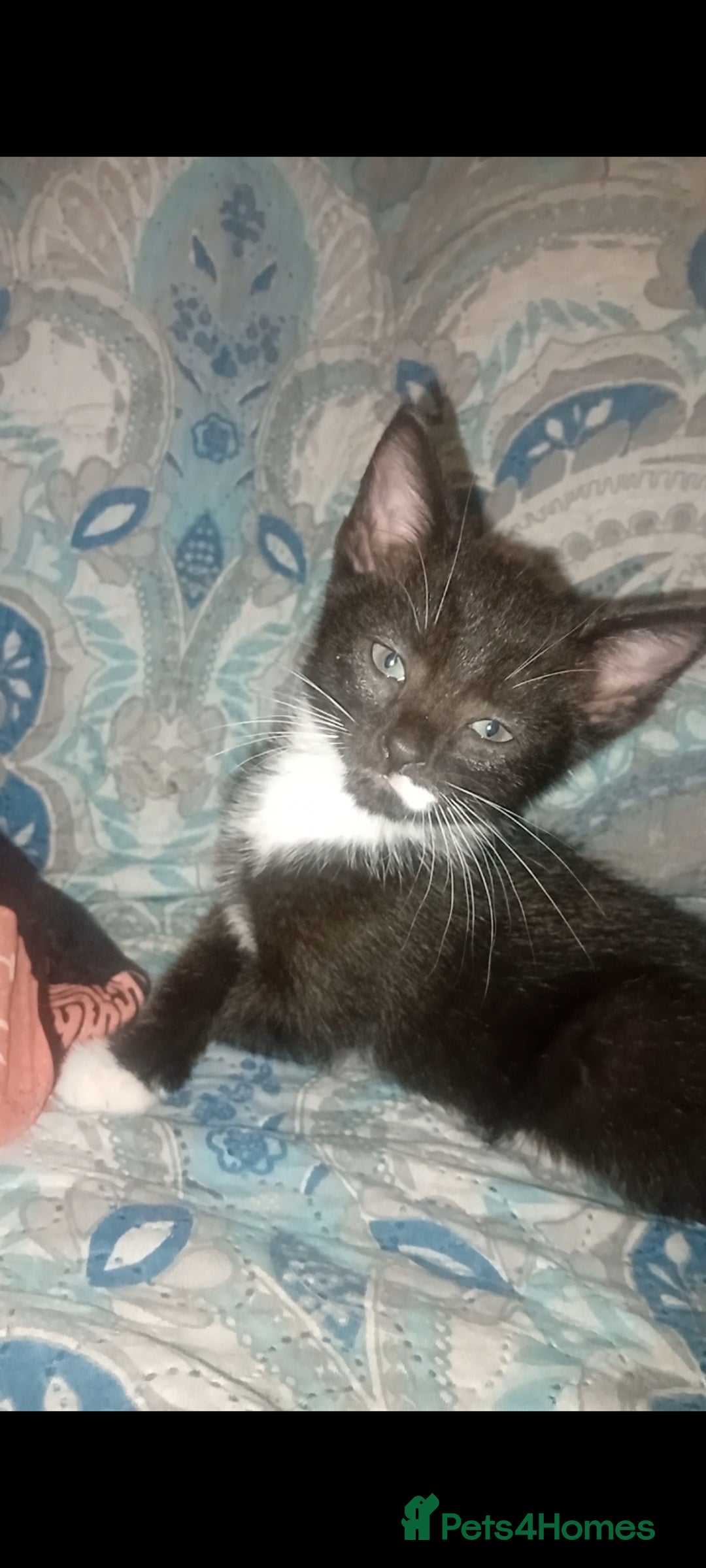 British Shorthair cats for sale: Looks black and white but up close is dark stripes - Image 10