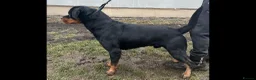 Rottweiler dogs for sale: Rottweiler German blood - Advert 2