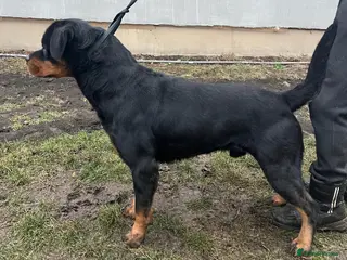 Rottweiler dogs Rottweiler German blood - Advert 1