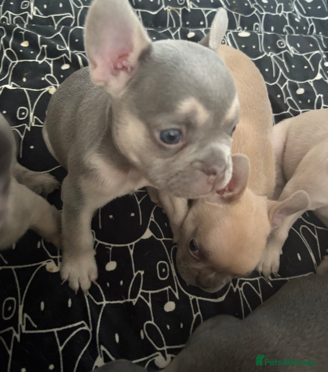 French Bulldog dogs for sale: Last 3 pups available !!Kc French bulldog puppy’s  - Image 14
