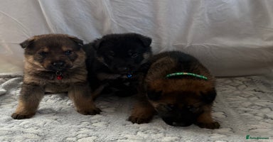 German Shepherd dogs KC Registered & Bred From Health Tested Parents  - Advert 2