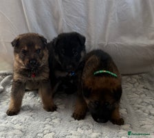 German Shepherd dogs KC Registered & Bred From Health Tested Parents - Advert 7