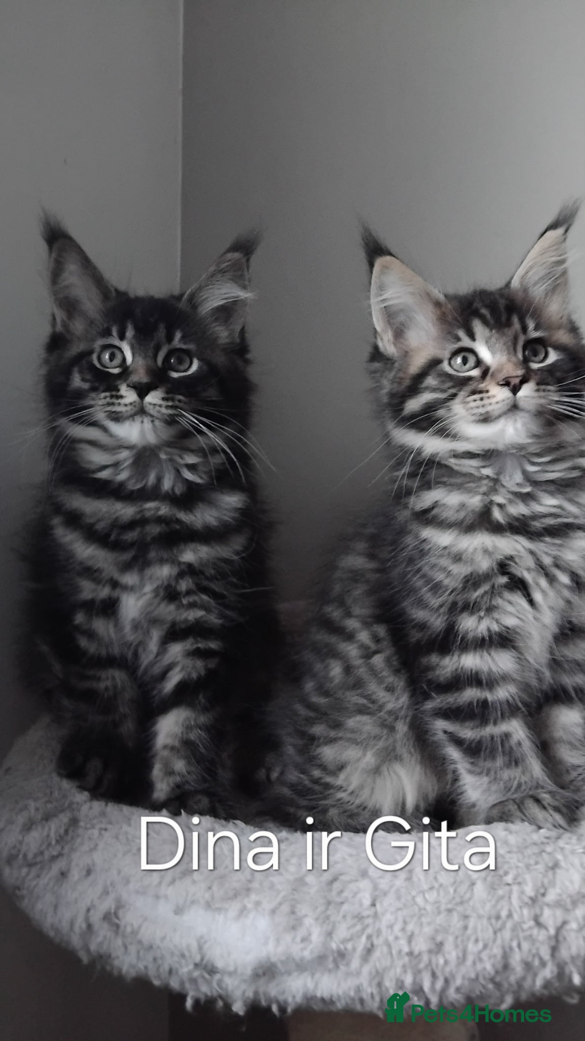 Maine Coon cats  Maine coons kittens GCCF. Black drey tabbys - Advert 4