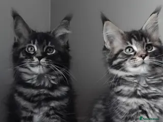 Maine Coon cats Maine coons kittens GCCF. Black drey tabbys - Advert 4