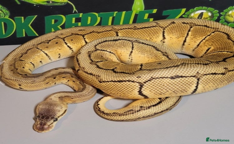 Python Snake reptiles - Advert 4