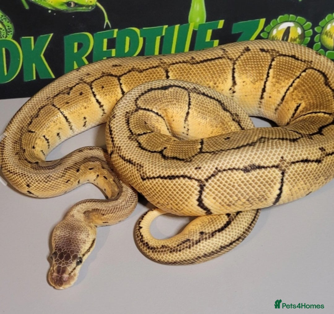Python Snake reptiles for sale:  Royal Python - Image 1