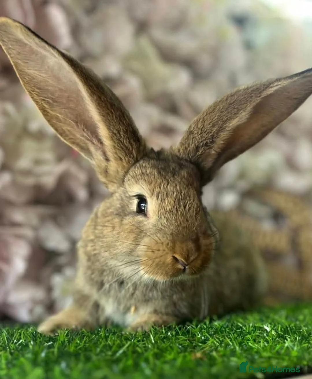 Continental Giant rabbits for sale: Continental rabbit - Advert 4