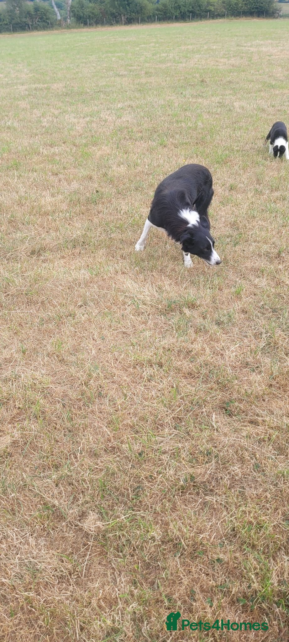 Border Collie dogs 4 border collie puppies for sale - Advert 2