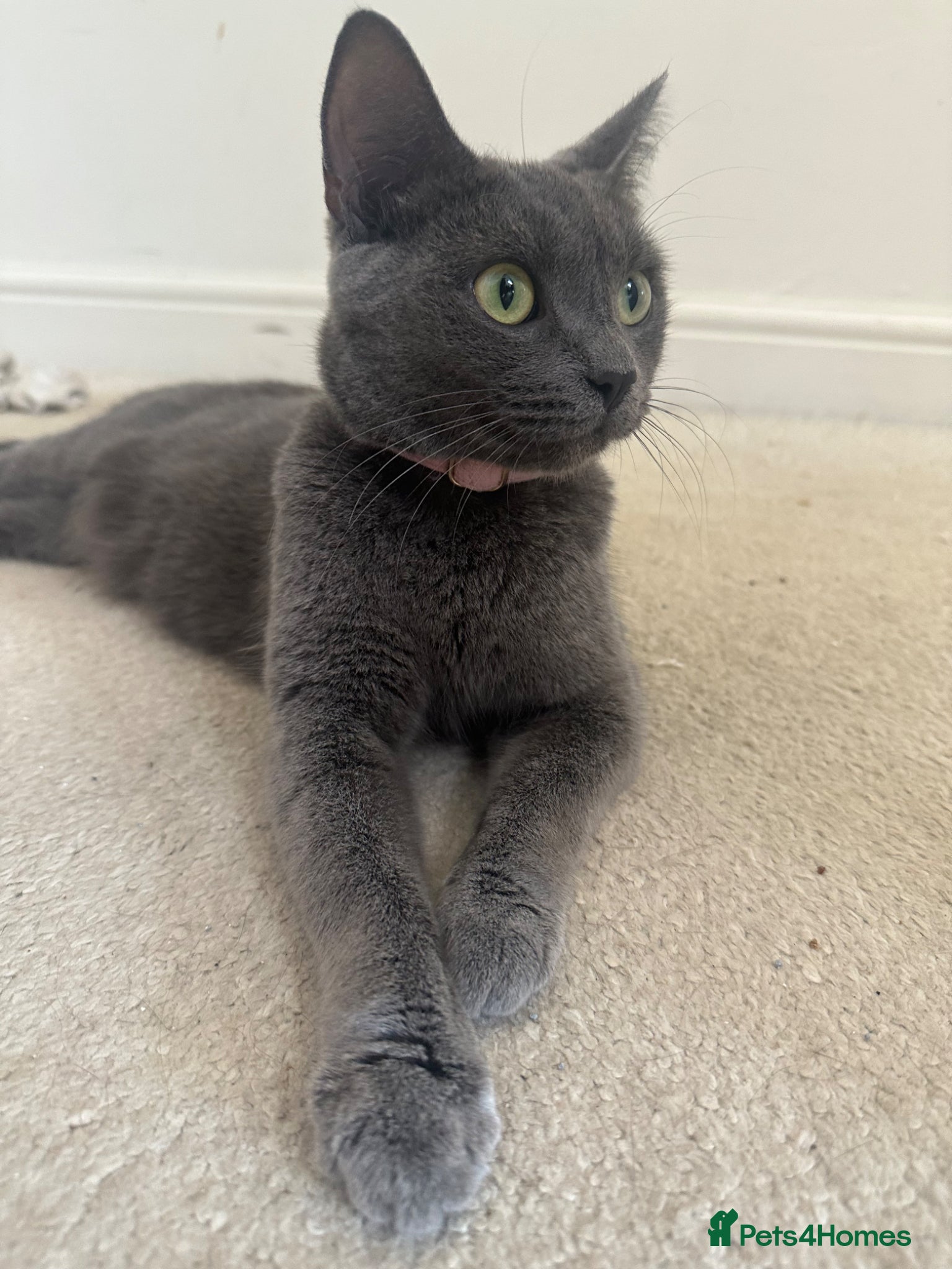 Mixed Breed cats Gorgeous kittens - Advert 5