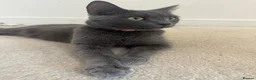Mixed Breed cats for sale: Gorgeous kittens - Advert 1