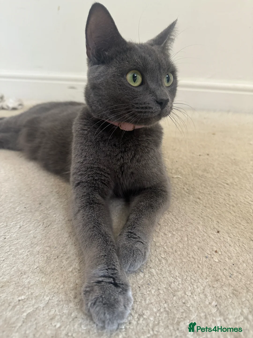 Mixed Breed cats for sale: Gorgeous kittens - Advert 1