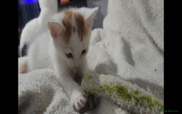 American Shorthair cats for sale: Lovely little kittens, lots of different colours! - Image 8