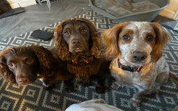 Cocker Spaniel dogs for sale: Female cocker spaniel - Image 4