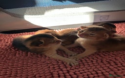 Abyssinian cats for sale: Tica reg. Abyssinian kittens  - Image 3