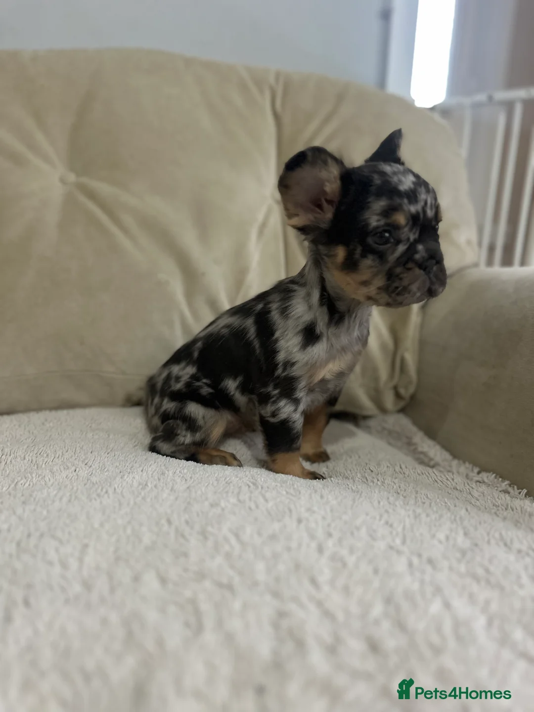 French Bulldog dogs for sale: *Full Fluffy KC Reg. Frenchie puppies* - Advert 7