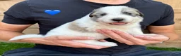 Pyrenean Mountain Dog dogs for sale: ONLY 1 Pyrenean Mountain Dog Puppies left 💙💛💙💛 - Advert 22