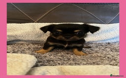 Chihuahua dogs for sale: Beautiful longhaired chihuahua puppies  - Image 2