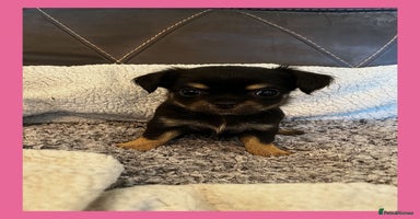 Chihuahua dogs - Advert 4