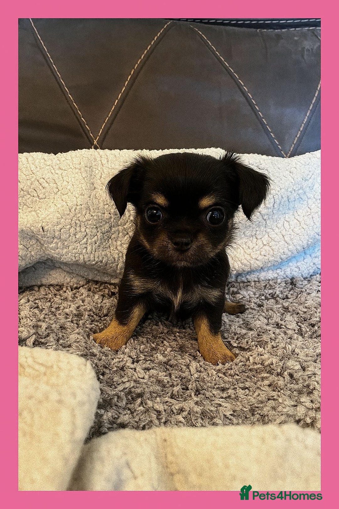Chihuahua dogs for sale: Beautiful longhaired chihuahua puppies  - Image 2