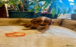 Cavalier King Charles Spaniel dogs for sale: 🫶🏻 Cavalier King Charles 🐶 - Image 7