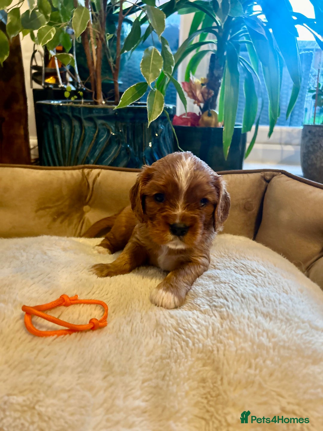 Cavalier King Charles Spaniel dogs for sale: 🫶🏻 Cavalier King Charles 🐶 - Image 7