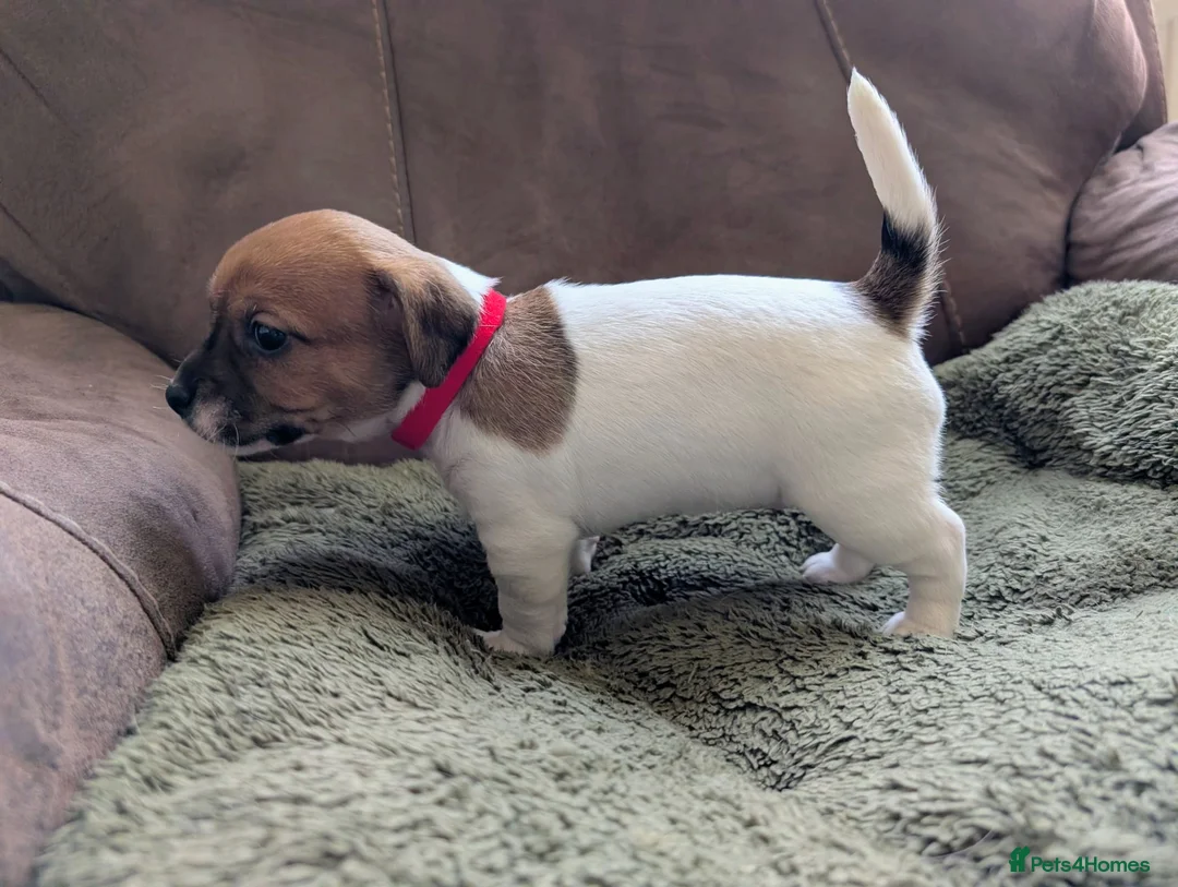 Jack Russell dogs for sale: Jack Russell Puppies, Ready 20th March - Advert 9