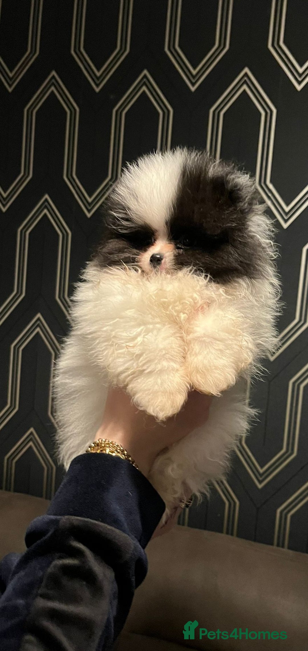 Pomeranian dogs for stud: Kc Pomeranian Male For STUD DUTIES - Advert 21