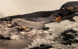 Miniature Dachshund dogs for sale: 5⭐️ Licensed breeder. Kc reg Pra clear - Image 10