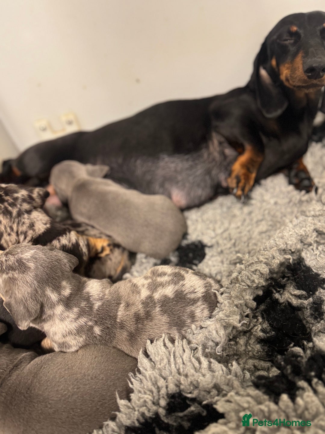 Miniature Dachshund dogs for sale: 5⭐️ Licensed breeder. Kc reg Pra clear - Image 10