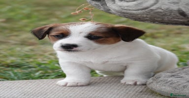 Jack Russell dogs - Advert 3