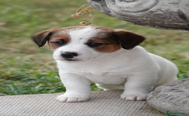 Jack Russell dogs - Advert 1
