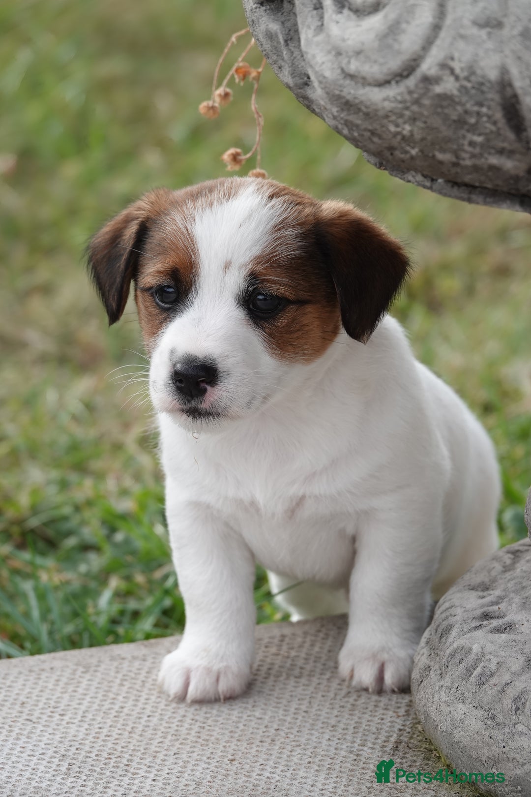 Jack Russell dogs for sale: KC Registered JR puppies  - Image 2