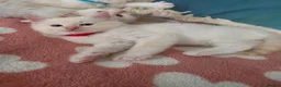 Ragdoll cats for sale: GCCF registered Ragdoll kittens  - Advert 13