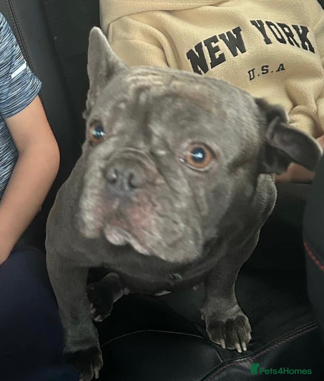 French Bulldog dogs for sale: French bulldog  - Advert 6