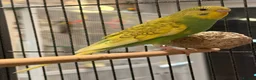 Budgerigars birds for sale: BEAUTIFUL 7-WEEK-OLD BABY BUDGIE male for sale - Advert 6