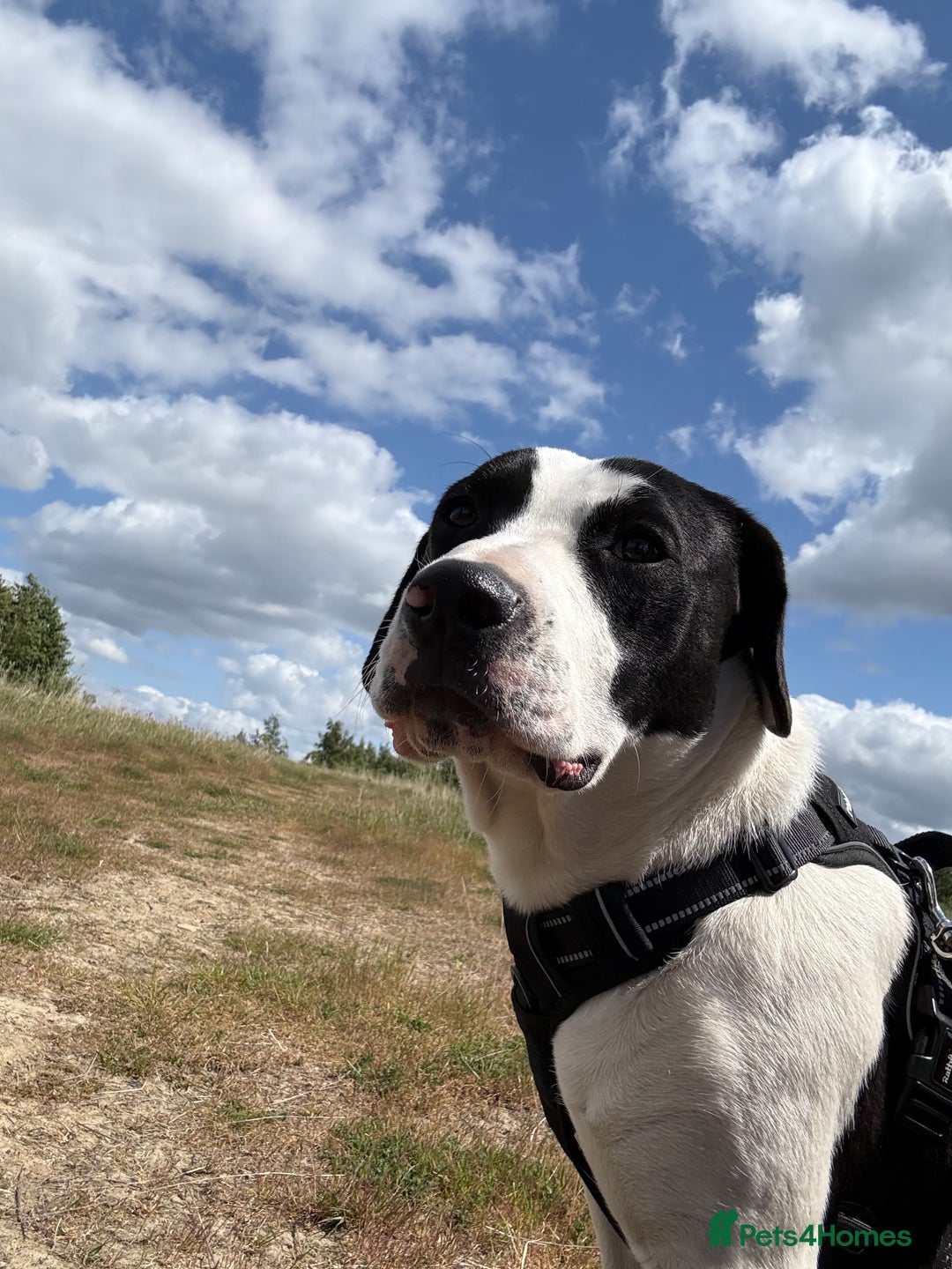 Mixed Breed dogs for sale: Patterdale cross springer cross boxer  - Image 3