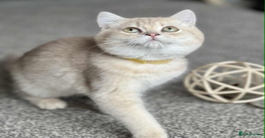 British Shorthair cats - Advert 5