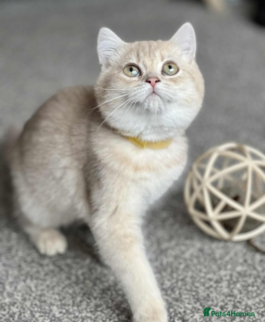 British Shorthair cats for sale: BSH TICA Girls for sale - Image 9