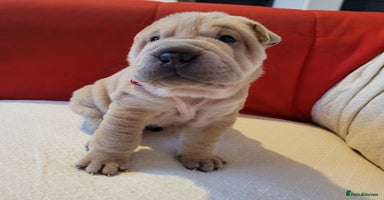 Shar Pei dogs - Advert 10