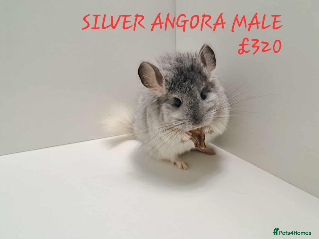 Chinchilla rodents for sale: STUNNING BABIES CHINCHILLA MIX COLOURS AND GENDER  - Image 16