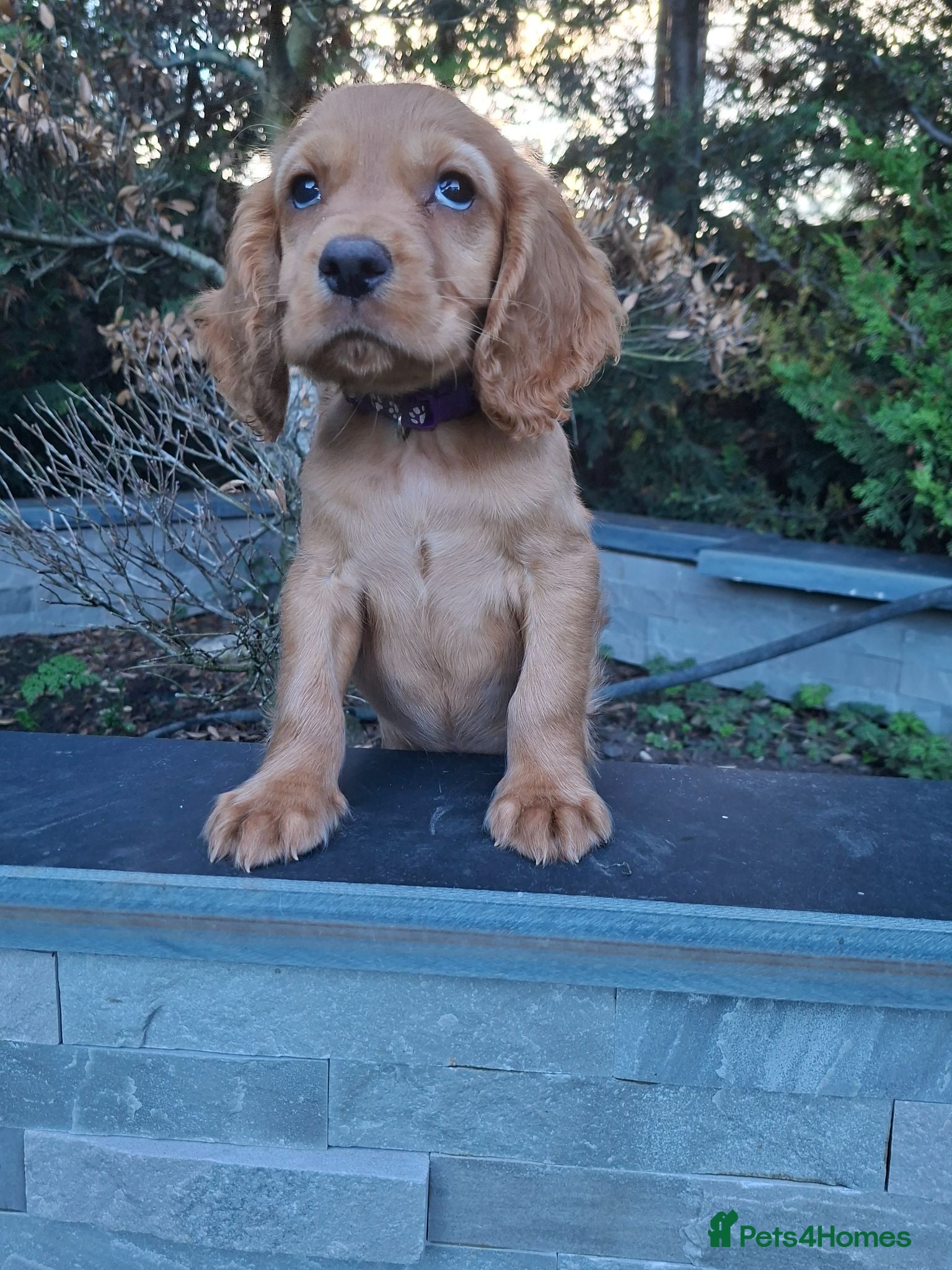 Cocker Spaniel dogs Kc reg hereditary clear working cocker spaniels - Advert 1