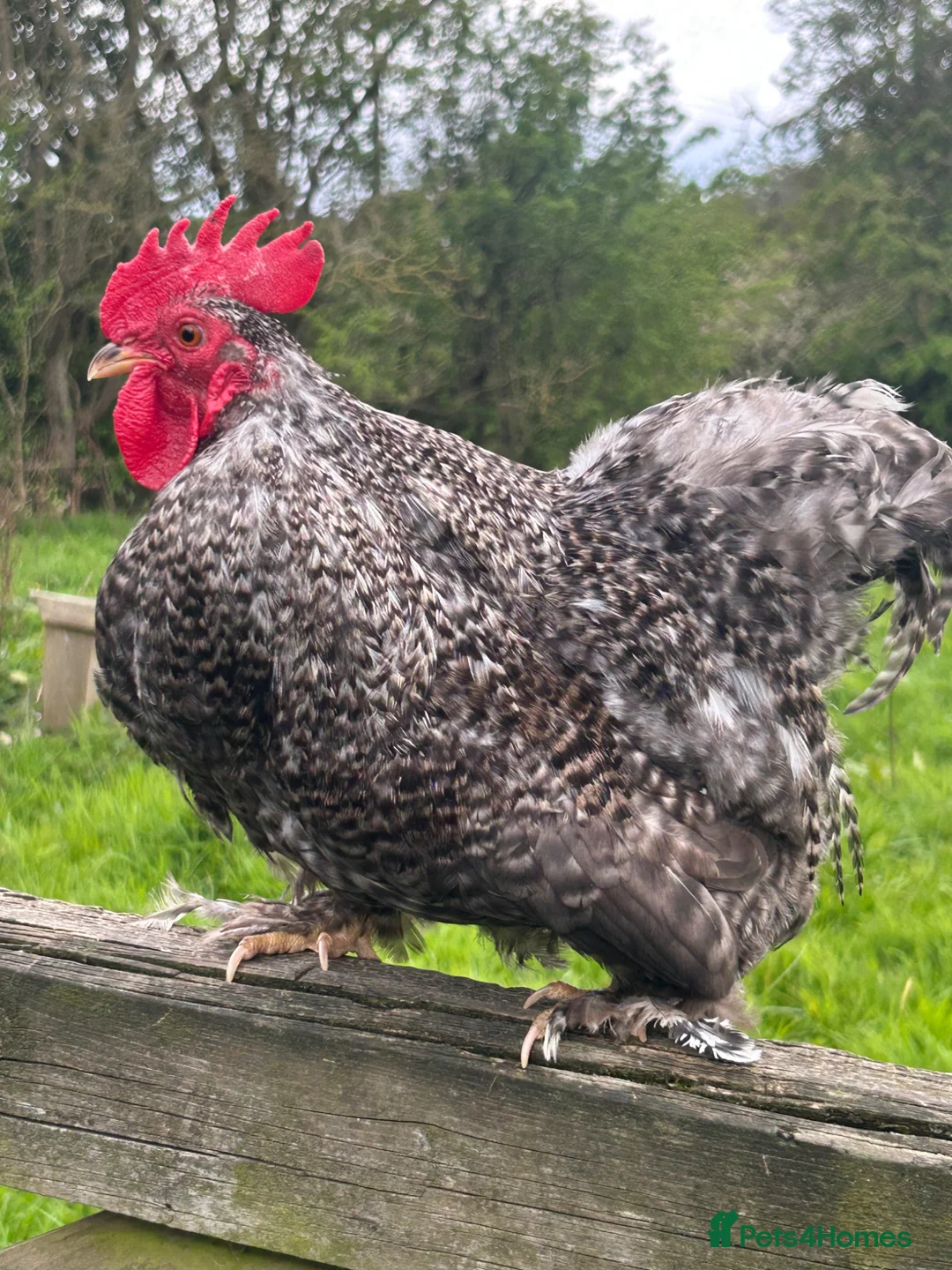 Chickens poultry for sale: Various Bantam Cockerels For Sale - Advert 1