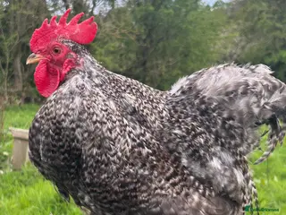 Chickens poultry Various Bantam Cockerels For Sale - Advert 6