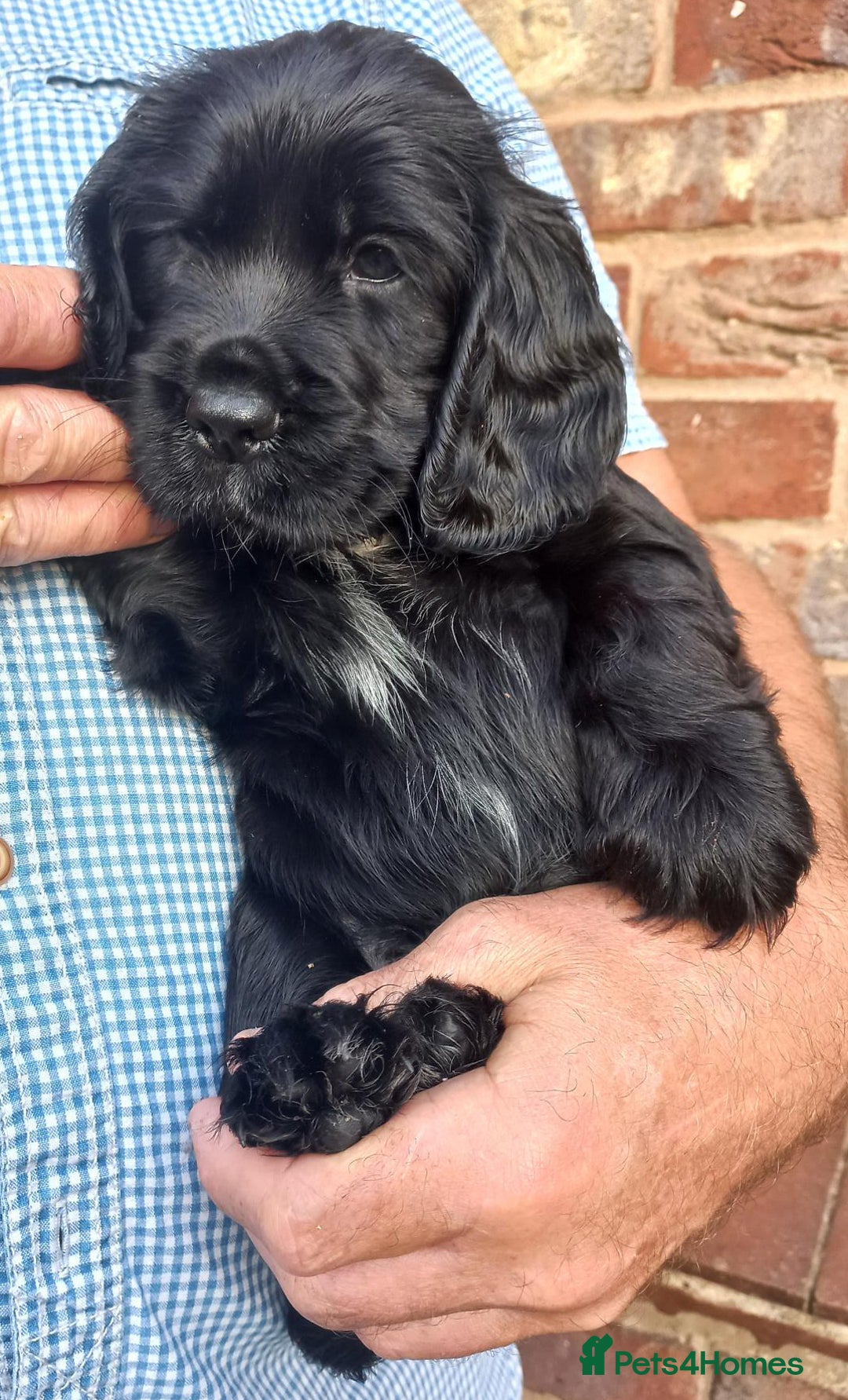 Sprocker dogs for sale: Sprocker puppies ready for new adventures! - Image 12