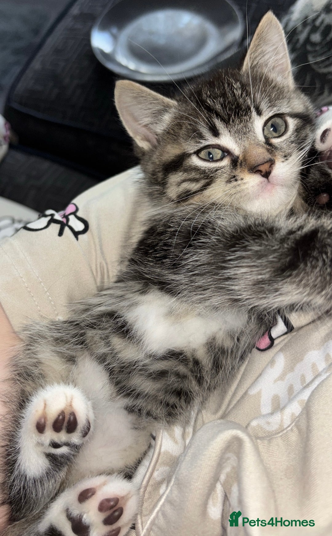 Ragdoll cats for sale: Half ragdoll male kittens for sale £150 - Advert 3